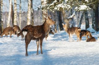 Пятнистые олени на подкормочных площадках, близ Лосиной биостанции.