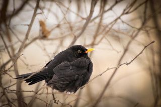 Черный дрозд