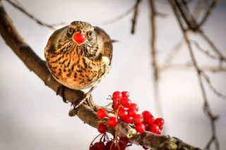 Крупная ягода