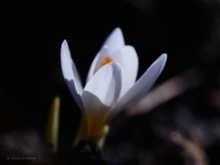 Луч света в тёмном царстве