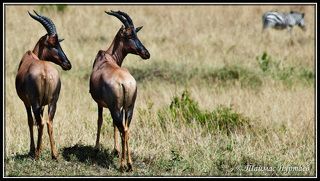 АНТИЛОПЫ  ТАПИ