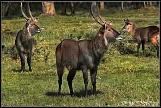 БОЛОТНЫЕ  КОЗЛЫ