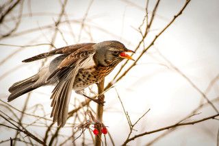 Проглочу и улечу