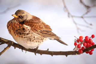 Не хочу больше калины, она кислая.