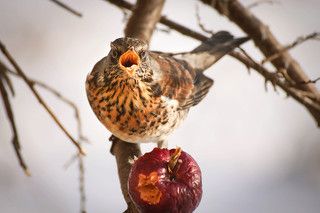 Вот яблочки больше люблю!
