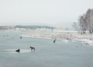 Сегодня вышел поснимать первоснежье, но все обширные планы накрылись - пришлось спасать собаку. Ходил себе, выбирал сюжет поинтереснее, вдруг слышу плеск воды и скулеж, подхожу к озеру и вижу вот такое: