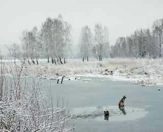 Стал искать место, где спуститься к воде, чтобы помочь собаке.