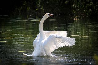 Расправив крылья