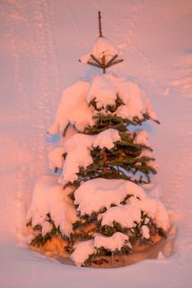 Елочка на берегу