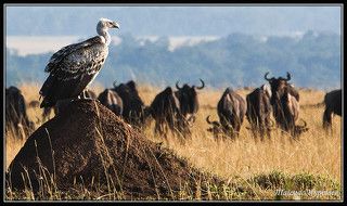 КЕНИЯ САВАННА ГРИФЫ