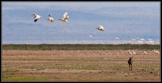 ПОЛЁТ ПЕЛИКАНОВ!