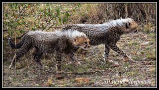 ГЕПАРДЫ- МАЛЕНЬКИЕ  ХИЩНИКИ