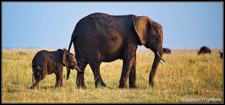 НИ ШАГУ  БЕЗ МАМЫ