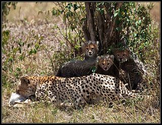 ТИХО МАМА КУШАЕТ