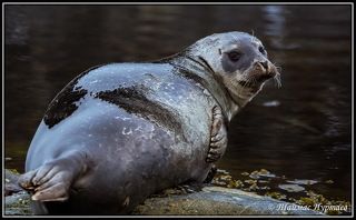 ООЧЕНЬ КРАСИВЫЙ И ООЧЕНЬ ГРУСТНЫЙ