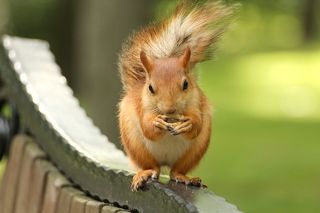 Люблю баранки