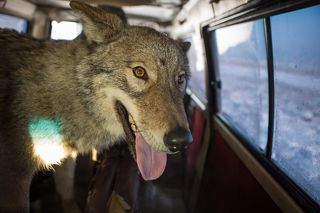 Улыбаемся водителю