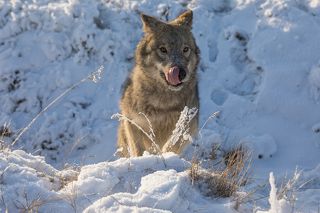 Много снега. Омном.