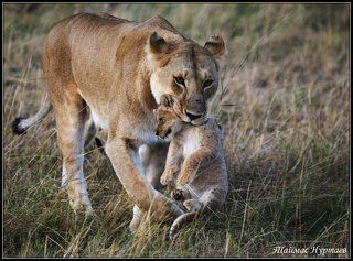 АФРИКАНСКАЯ САВАННА  ПРОКАЗИК
