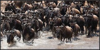 КЕНИЯ РЕКА МАРА  ВЕЛИКАЯ МИГРАЦИЯ