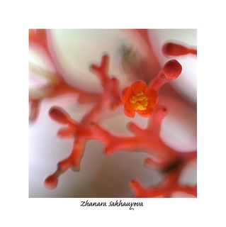 макро флора