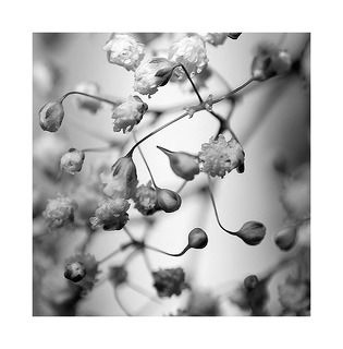 черно белое макро