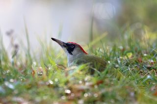 Зеленый дятел ...