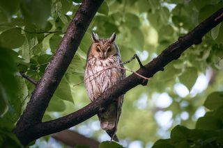 Ушастая сова...