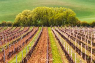 http://ilyshev.photo