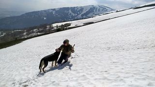 Наш верный спутник