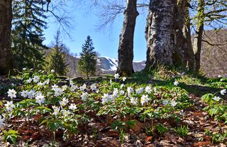 21.04.2018г. Такие полянки анемонов встречались часто