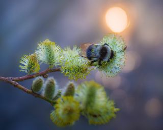 весенний труженик...