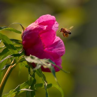 в гости к пиону...