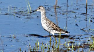 поручейник