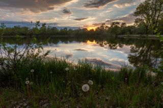 Одуванчики...