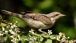 вертишейка