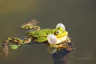 Лягушачий концерт