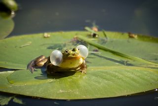 Лягушка в пруду