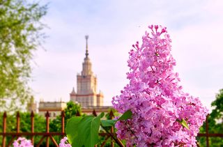 Комарик