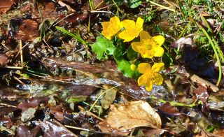 Купальницы в горном ручье