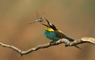 Золотистая щурка.(лат. Merops apiaster).