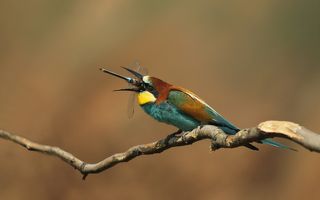 Золотистая щурка.(лат. Merops apiaster).