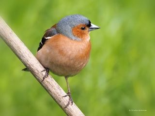 Зяблик (Fringilla coelebs)