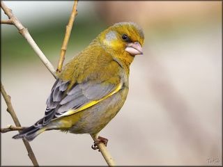 Обыкновенная зеленушка (Carduelis chloris)