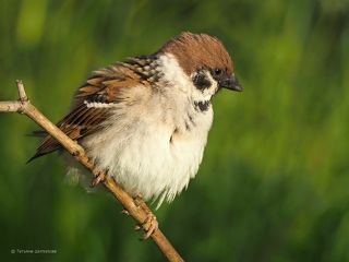 Полевой воробей (Passer montanus)