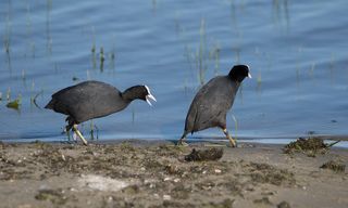 Разрешите познакомиться?