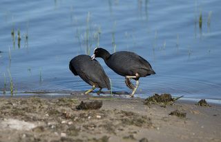 Позвольте поцеловать?