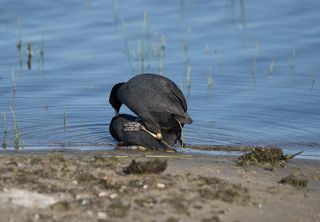 Ну позвольте!