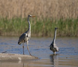 Стеснительные