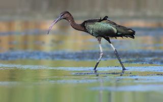 Каравайка.( Plegadis falcinellus)